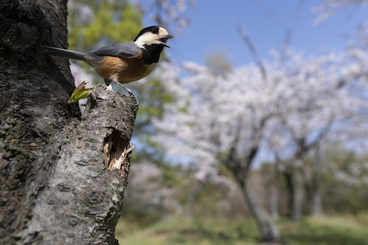 野鳥撮影の楽しみ方と観察の重要性｜山田芳文