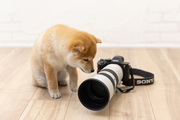 ソニー FE 70-200mm F2.8 GM OSS II レビュー｜小川晃代 | ShaSha