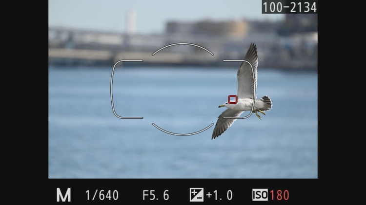 ニコン D780で野鳥を撮影した際のスルー画.jpg