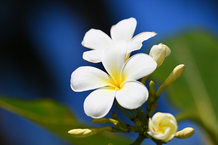 プルメリアの花を撮影した写真.JPG