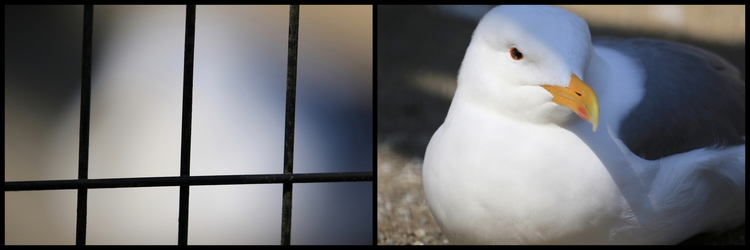 動物園2-11s カモメ2枚　左：檻にピント　右：格子の隙間から１点AFで鳥にピント.JPG