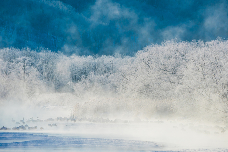 幻想的な冬の北海道で野生動物を撮る