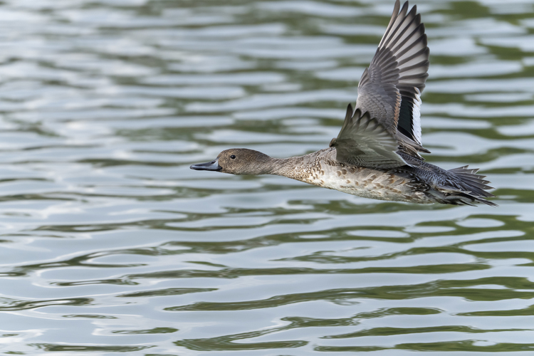 手持ち01_タムロン 150-500mm F5-67 Di III VC VXDで撮影した作例.jpg