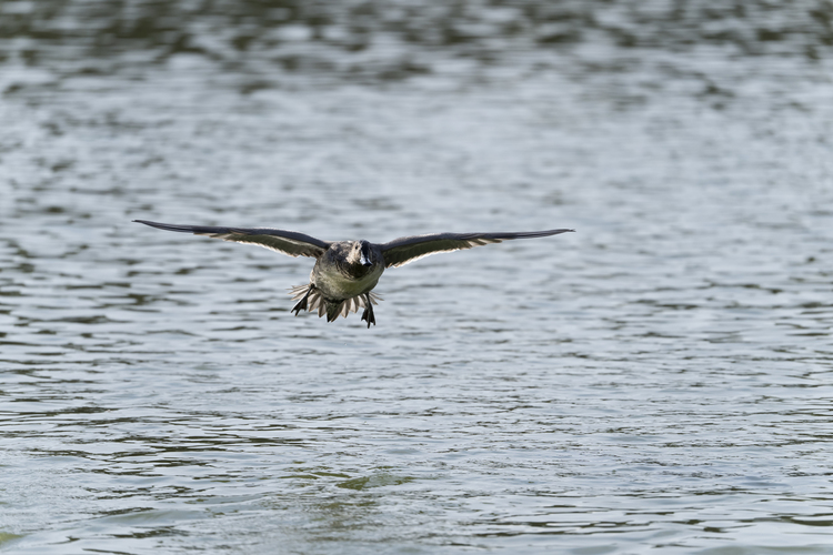 手持ち02_タムロン 150-500mm F5-67 Di III VC VXDで撮影した作例.jpg