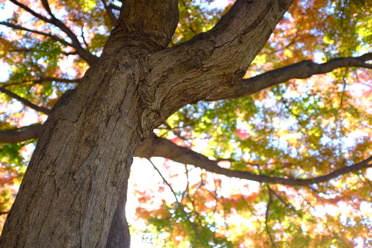 木とカラフルな背景を撮影した写真.JPG