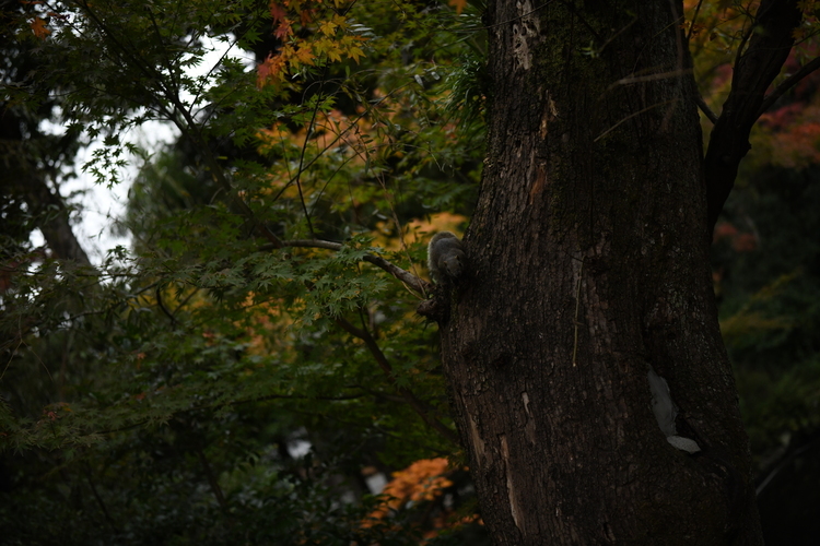 木を撮影した写真.JPG