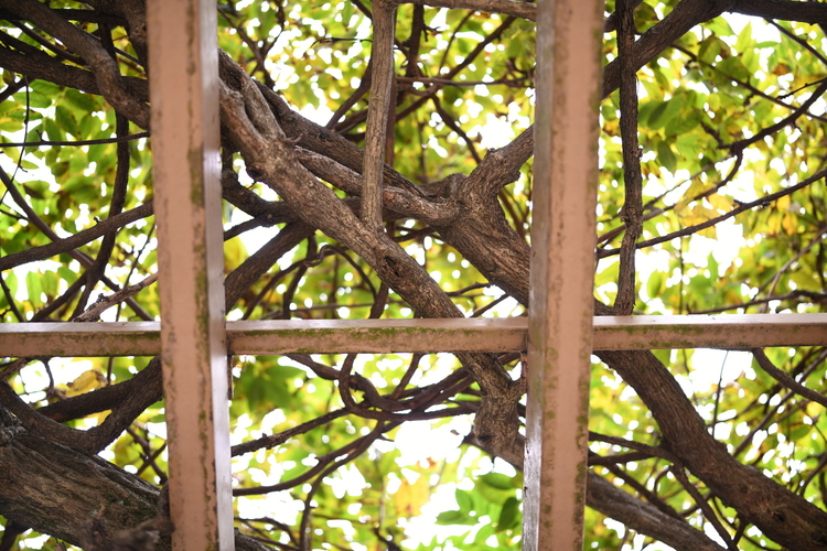 格子と木を撮影した写真.JPG