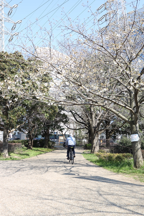 桜と自転車に乗っている人を撮影した写真.JPG