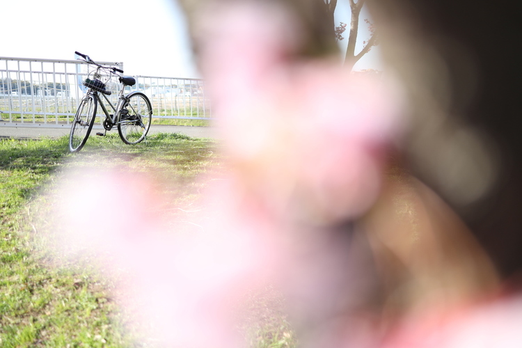 桜と自転車を撮影した写真.JPG