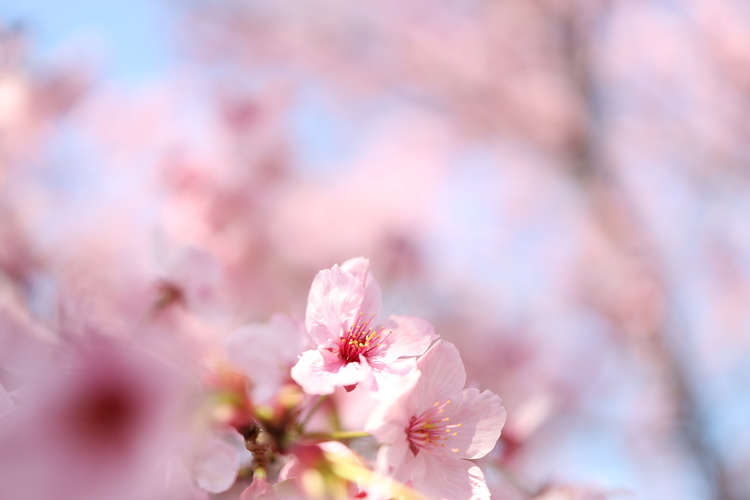 桜を撮影した写真.JPG