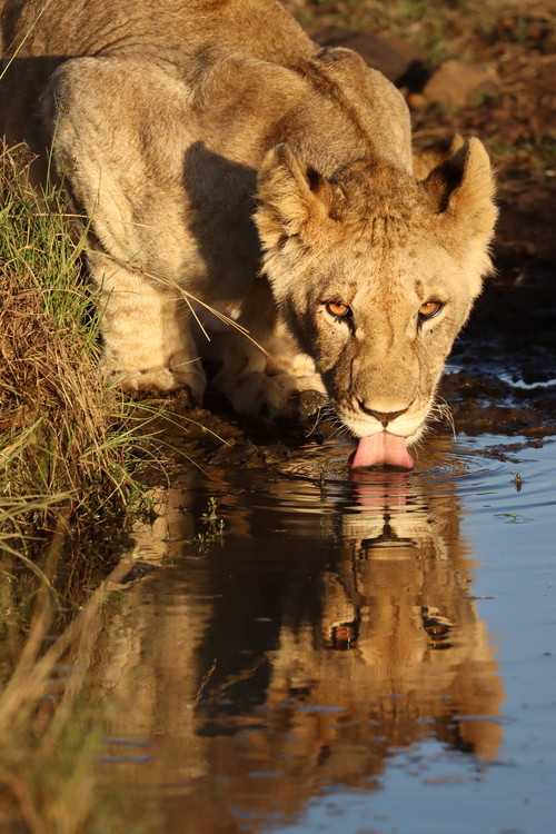 水を飲むライオンの画像.jpg