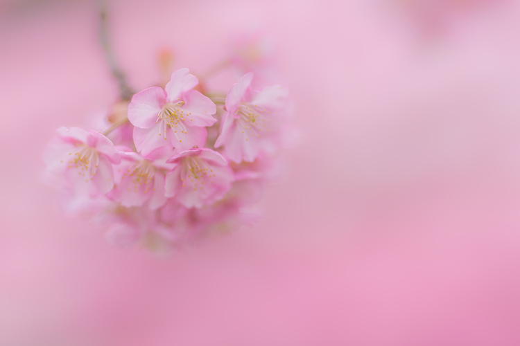 河津桜の一房を写した写真.jpg