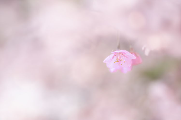 初春の花の撮り方 | 柔らかく優しいイメージで撮る