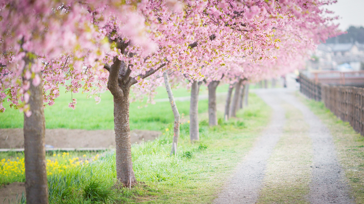 河津桜の並木道を写した写真.jpg