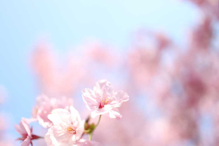 空を多めに桜を撮影した写真.JPG