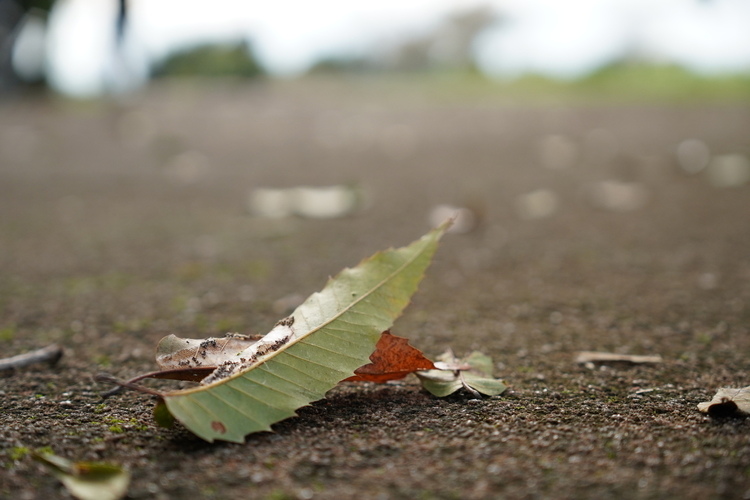 落ちていた葉を撮影した写真.JPG