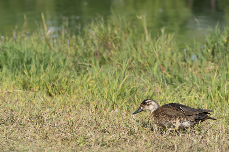 解像02_タムロン 150-500mm F5-67 Di III VC VXDで撮影した作例.jpg