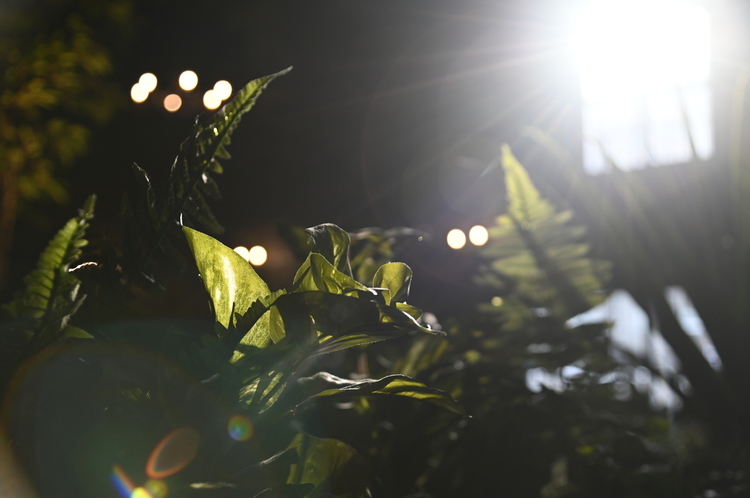 逆光で葉を撮影した写真.JPG