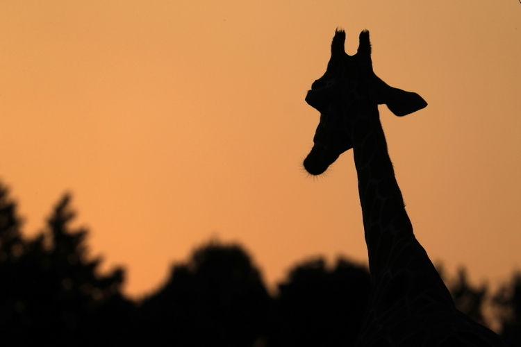 タイトル、夕方のキリン　(Giraffe in the evening)