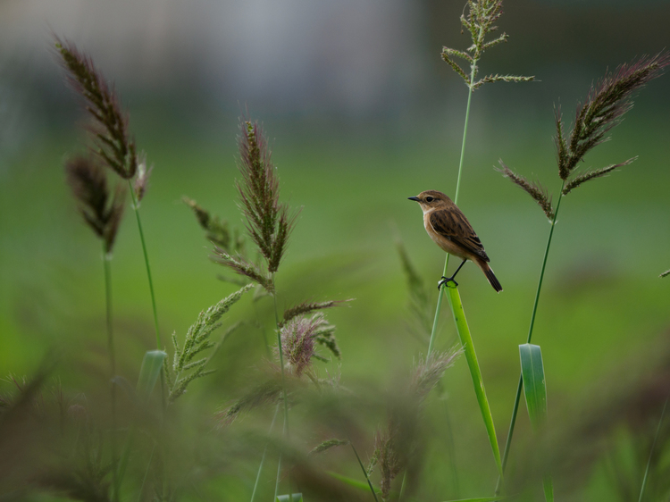 OM-D E-M1 Mark IIIレビュー作例ノビタキ.jpg