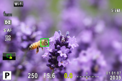 小さなポイントにピント合わせ「スモールAFターゲット」