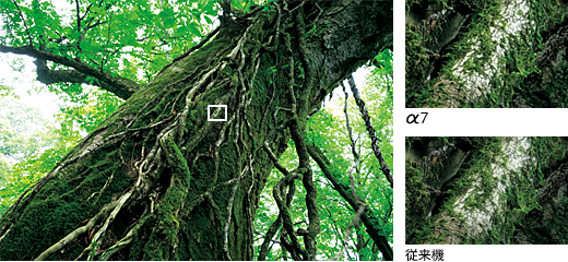 αレンズの描写性能を余すことなく引き出すディテールリプロダクション技術