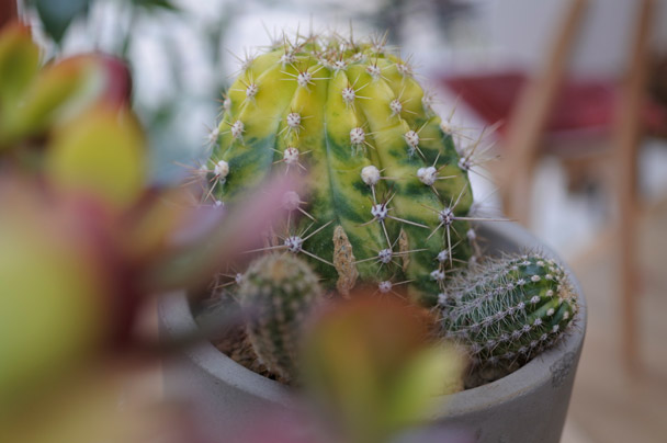 前ぼけ 手前をぼかすことで奥行き感を出すとともに、主役の存在感を高めます。