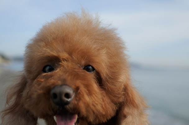 後ぼけ 背景をぼかすことで、主役をより引き立てます。