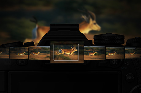 最高60コマ/秒のAF/AE固定連写