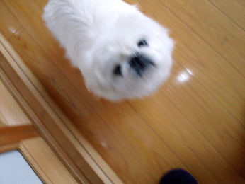 カメラを動かさずに撮る