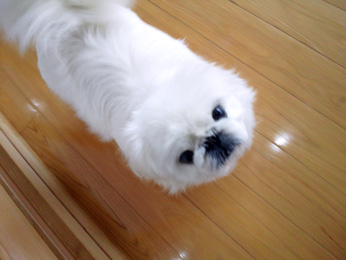 ペットの動きに合わせた場合