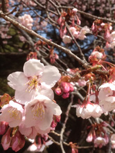 太陽を背にして撮った場合