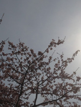 太陽に向かって撮った場合