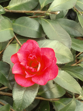 半透明の傘で光を遮った場合