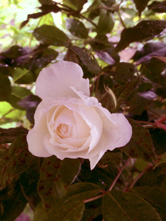 赤い傘を差した場合