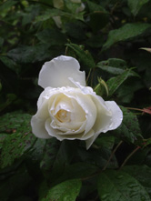 白い傘を差した場合