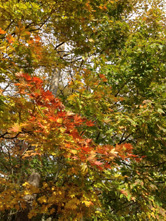 順光で撮った場合