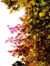 逆光で撮った場合