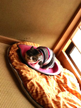 立って撮った場合