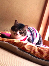 ペットの目線で撮った場合