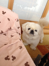 レースカーテンで光を遮った場合