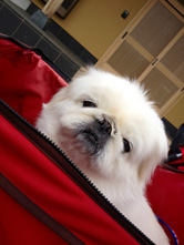 太陽を背にして撮った場合