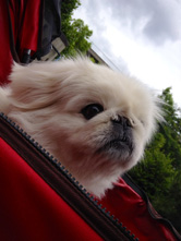 逆光で撮った場合