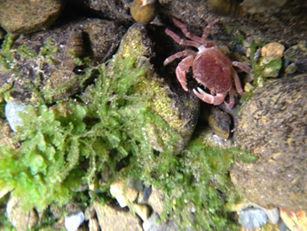 青みを抑えた場合