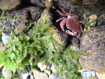 水面よりやや下で撮った場合