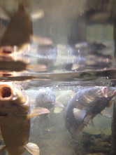 水面よりやや下