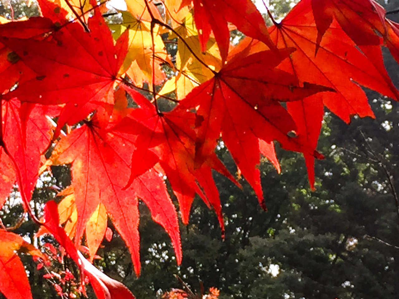 秋色を鮮やかに残そう 紅葉の撮り方 スマホト撮影how To スマホト Jp カメラのキタムラ