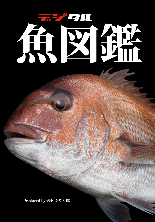 1000種類もの魚のイラスト 解説を見れるアプリ デジタル魚図鑑1000