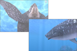 美しく雄大な海の中を堪能してくださいね。