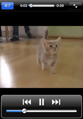 かわいいねこ動画を観ていると気持ちがほっこりしますね！